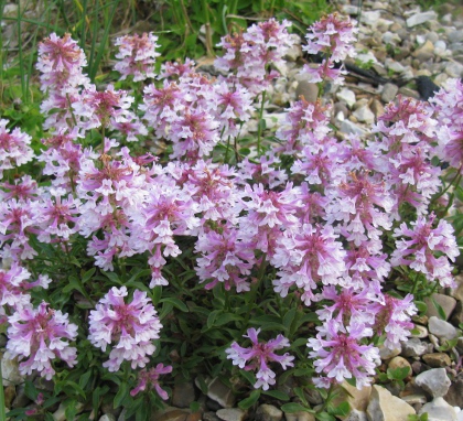 Penstemon procerus 'Roy Davidson' 